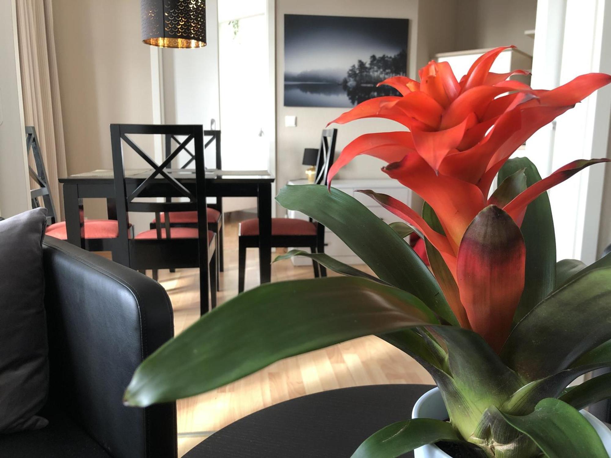 Sehnsucht Ruegen Ferienappartements Зеллин Экстерьер фото